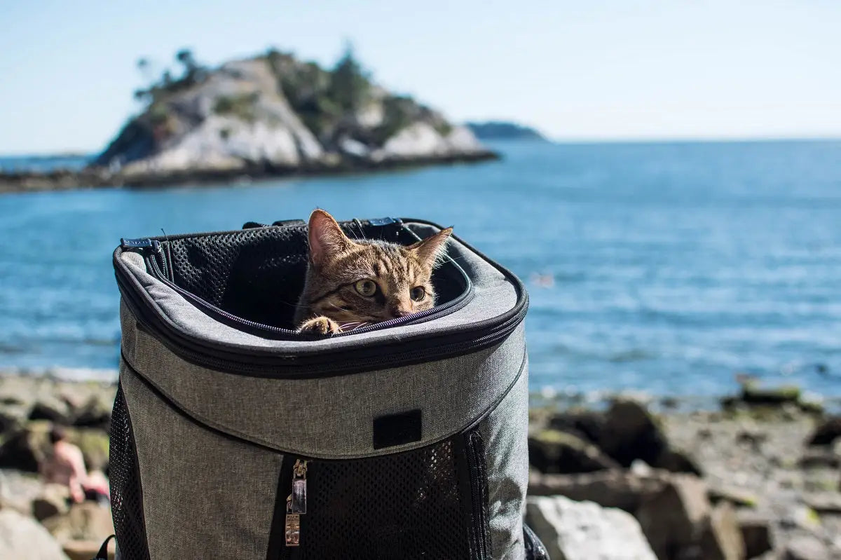 Comment bien choisir un sac à dos de transport pour chat ?