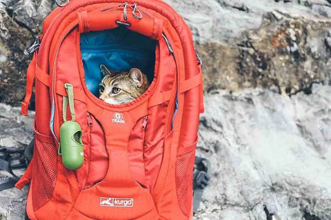 sac à dos randonnée chat