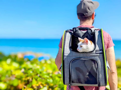 Sac à dos pour chat adulte