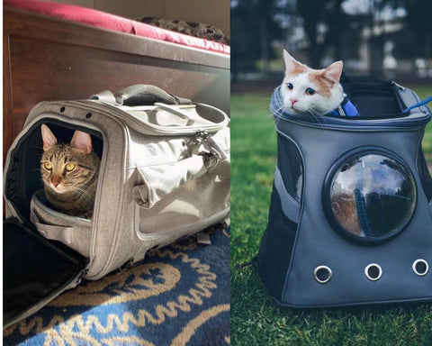 caisse de transport chat