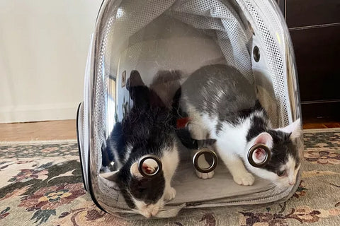 sac à dos chat bulle